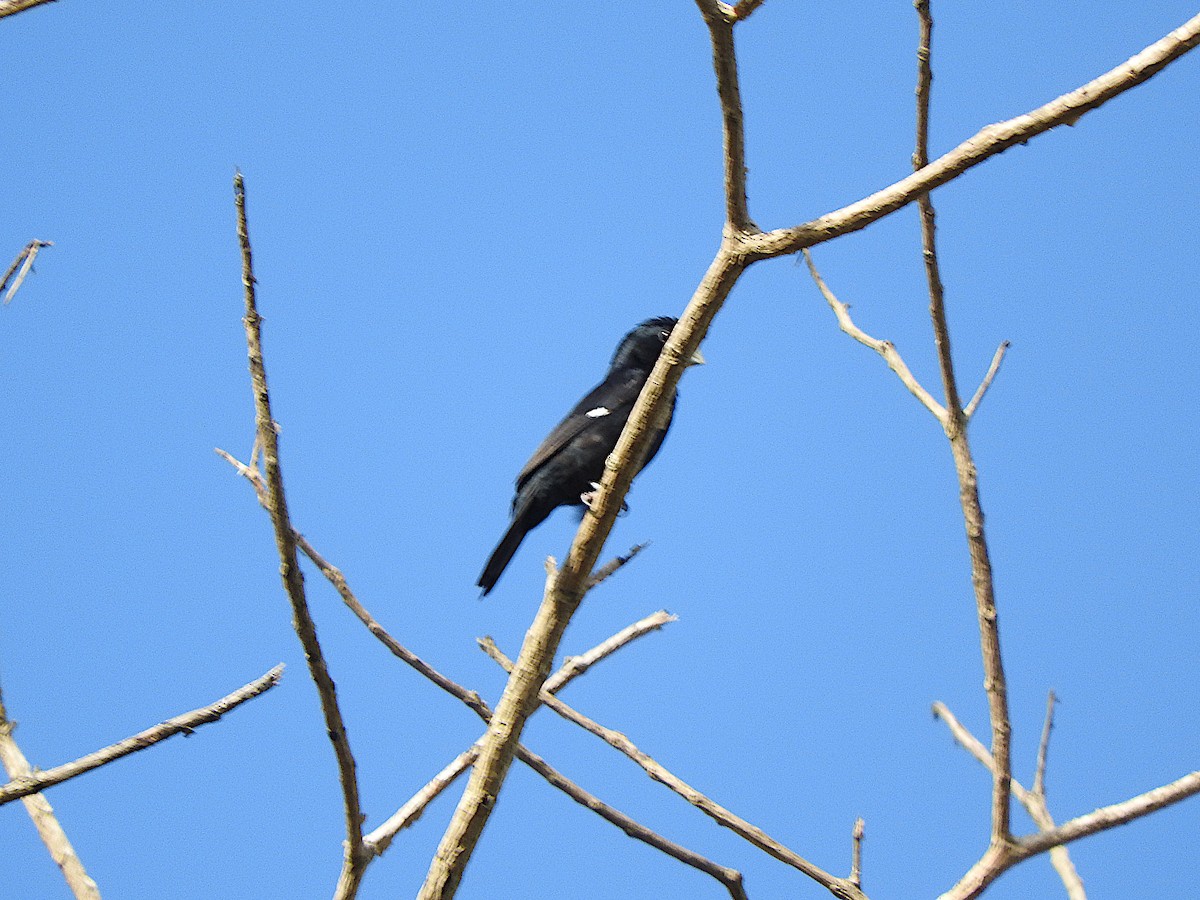 Large-billed Seed-Finch - ML636506897