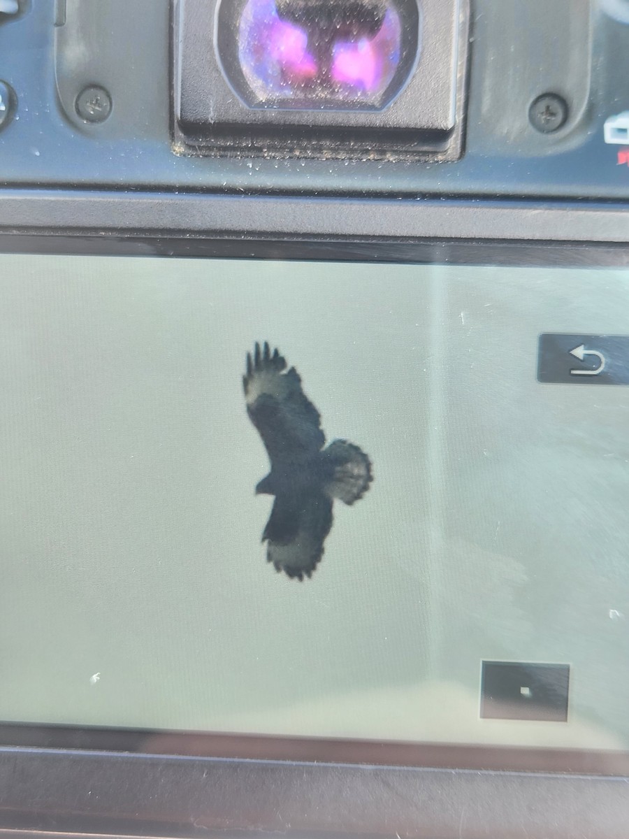 Short-tailed Hawk - ML636506905