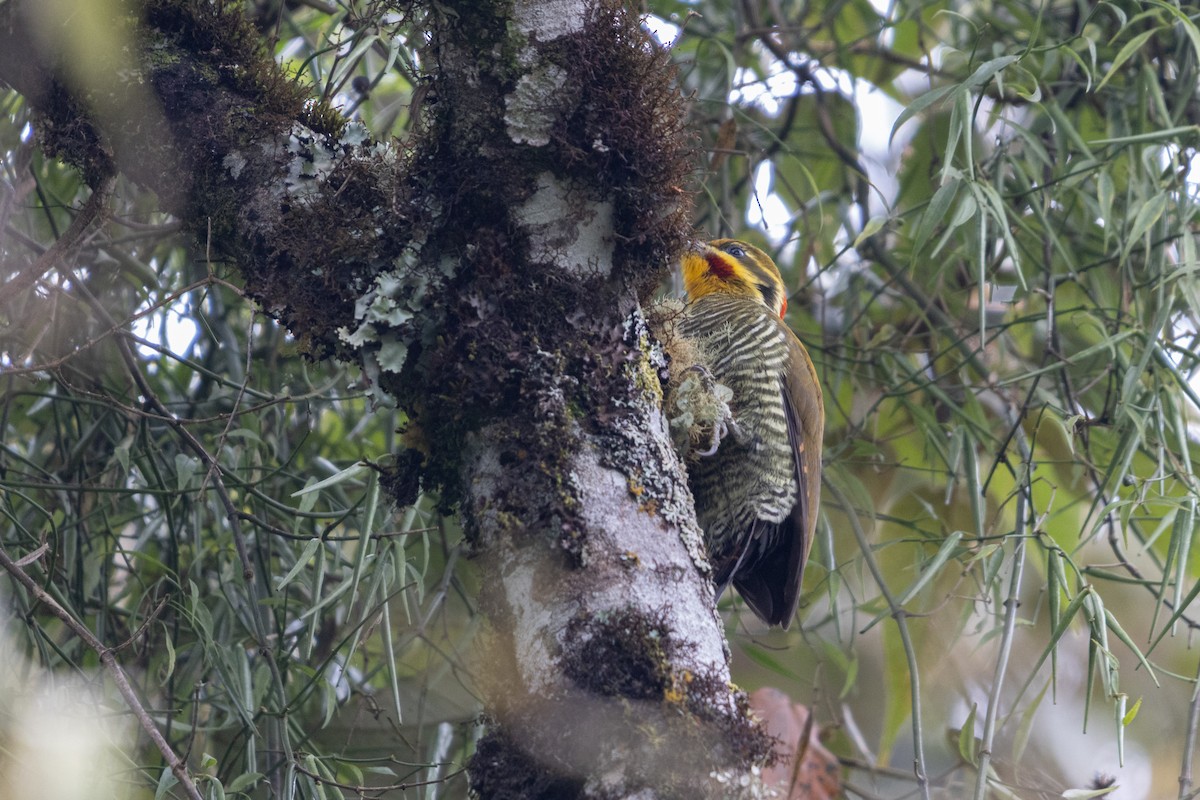 White-browed Woodpecker - ML636506911
