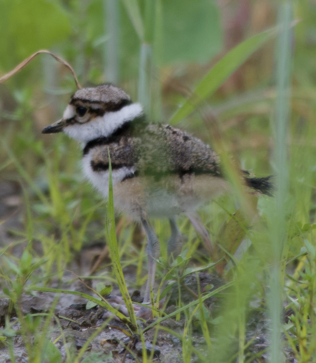 Killdeer - ML636507011