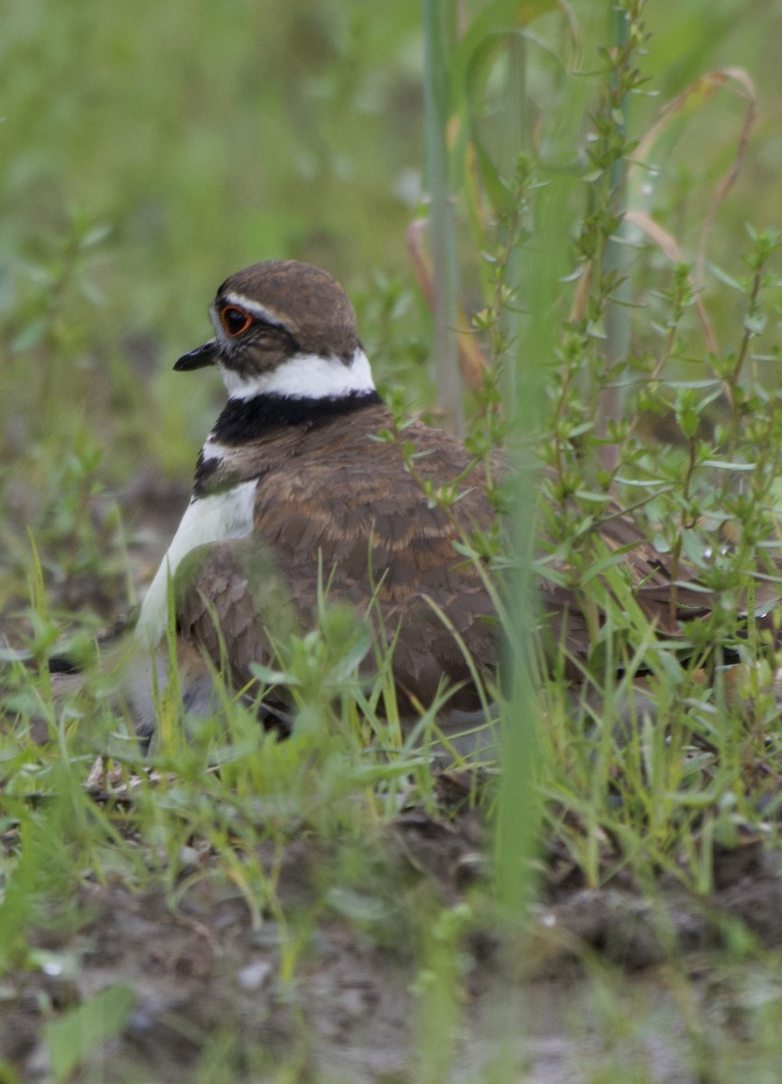 Killdeer - ML636507012