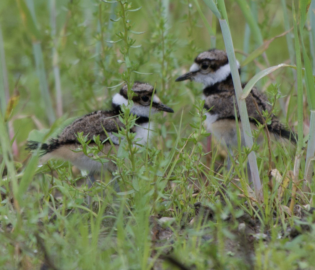 Killdeer - ML636507013