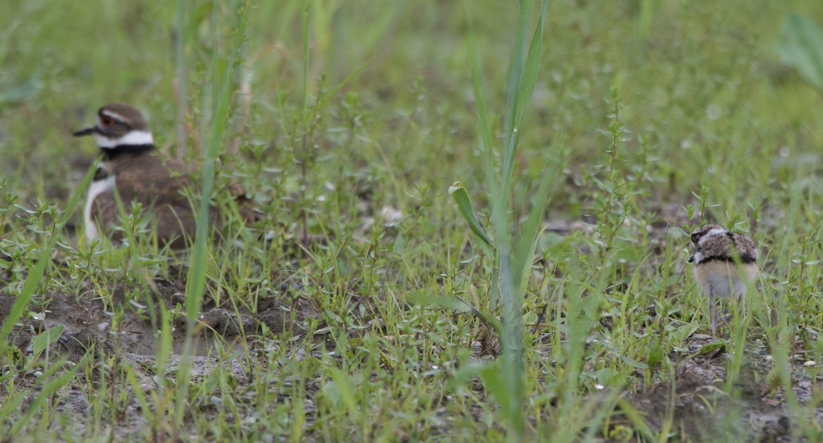 Killdeer - ML636507014