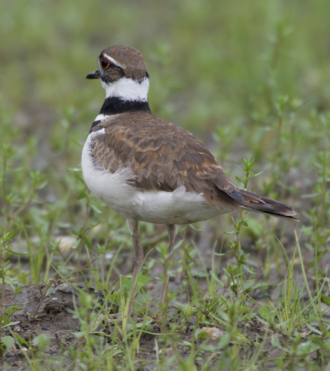 Killdeer - ML636507015