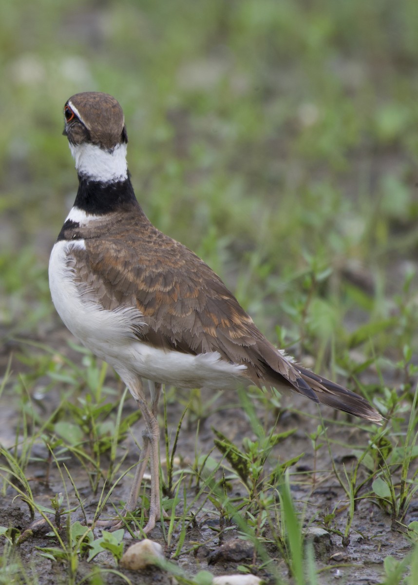 Killdeer - ML636507016