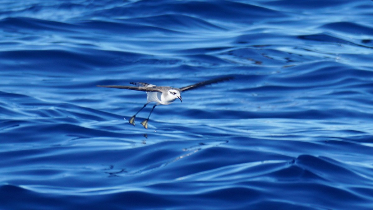 White-faced Storm-Petrel - ML636507017
