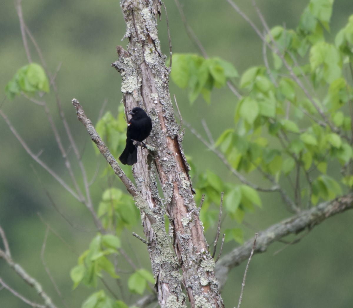 Red-winged Blackbird - ML636507081