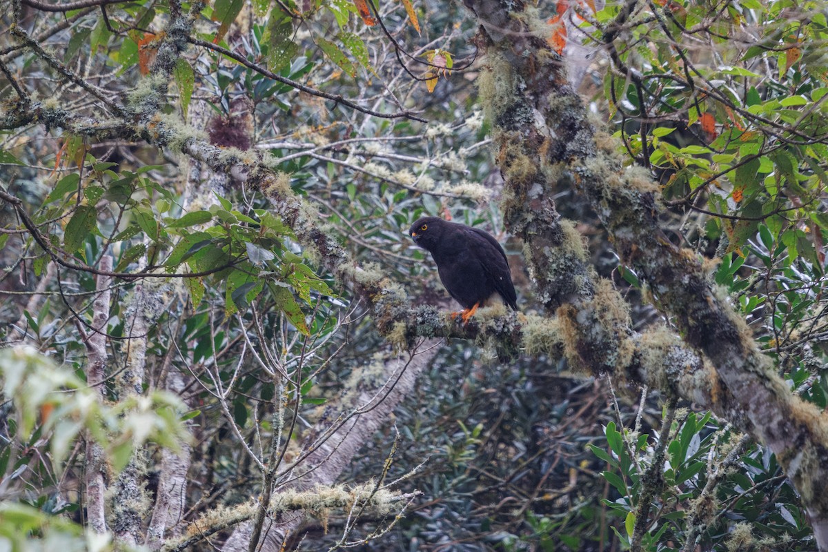 White-rumped Hawk - ML636507115