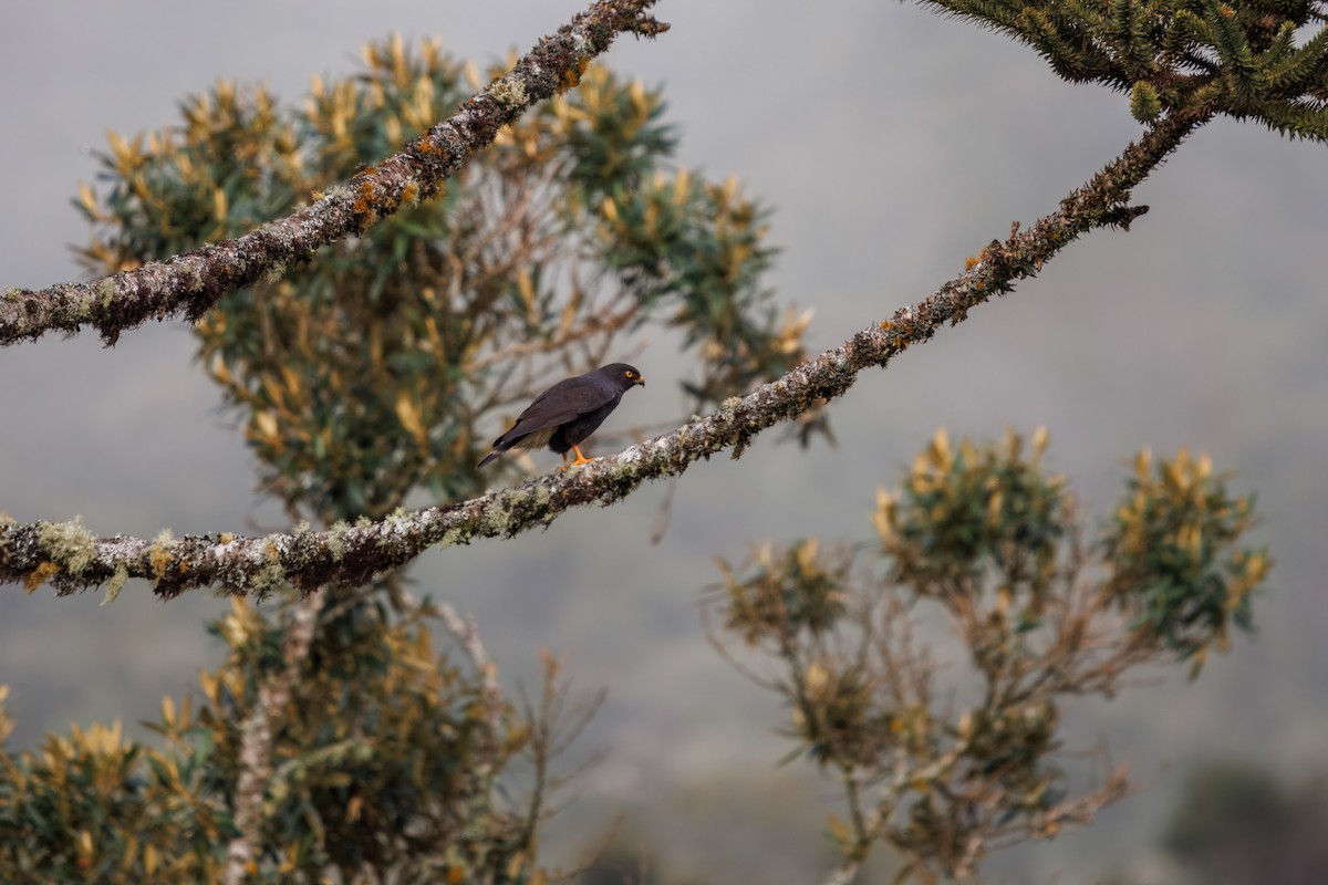 White-rumped Hawk - ML636507116