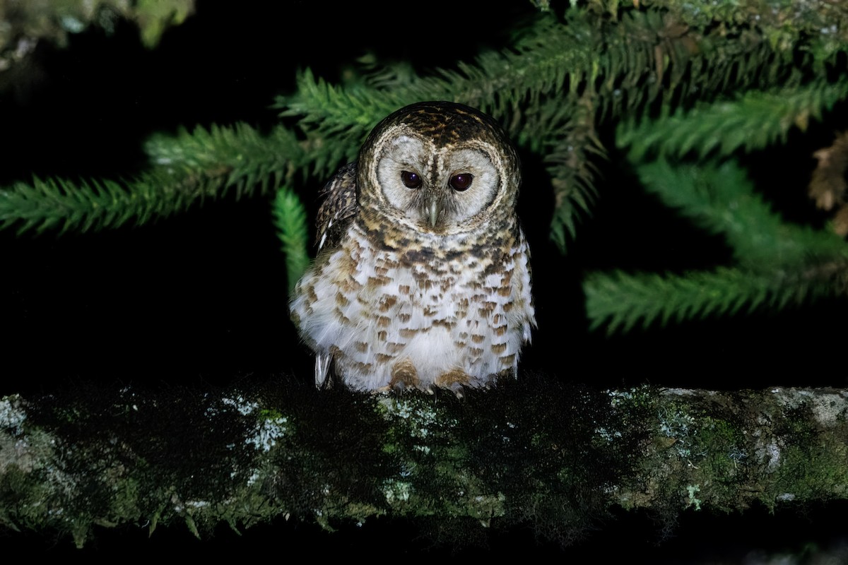 Rusty-barred Owl - ML636507129