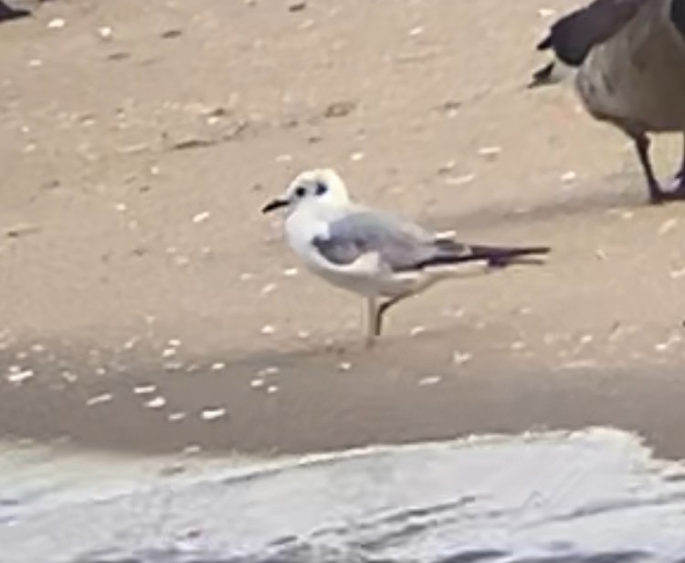 שחף אמריקני - ML636507205