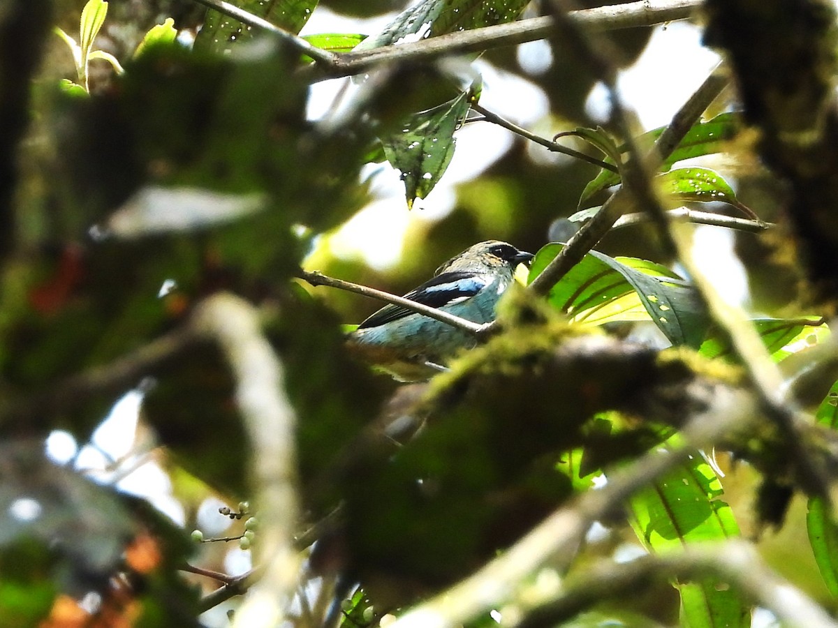Metallic-green Tanager - ML636507244