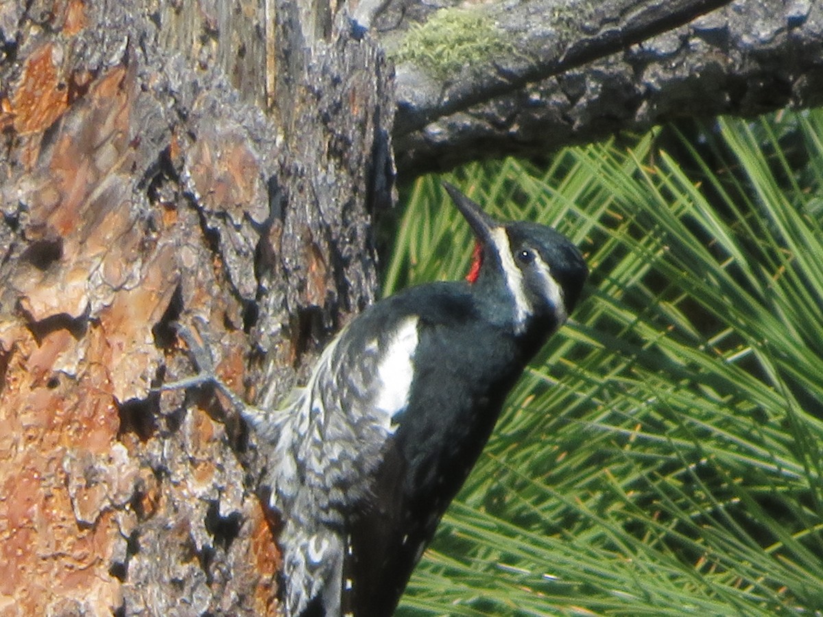 Williamson's Sapsucker - ML636507298