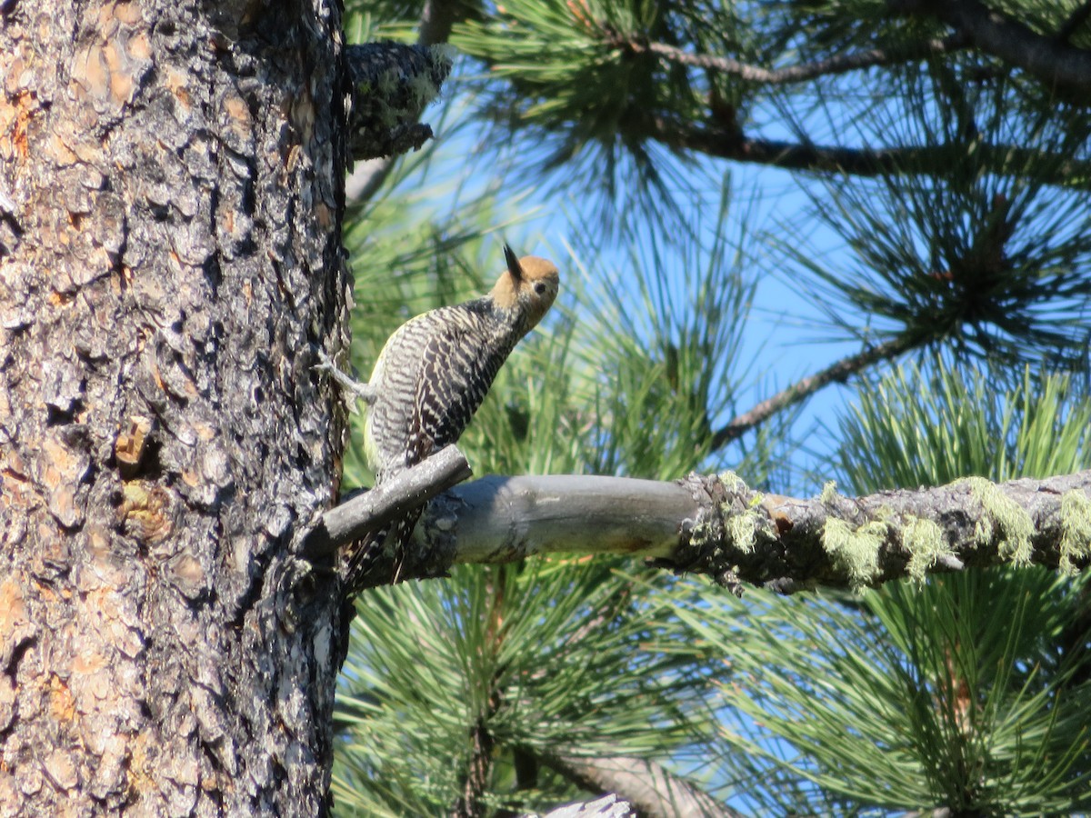 Williamson's Sapsucker - ML636507301
