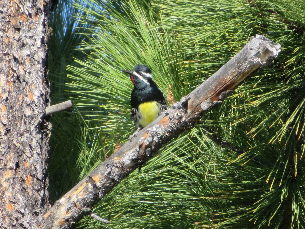 Williamson's Sapsucker - ML636507302