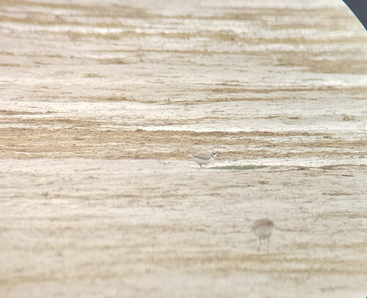 Snowy Plover - ML636507303