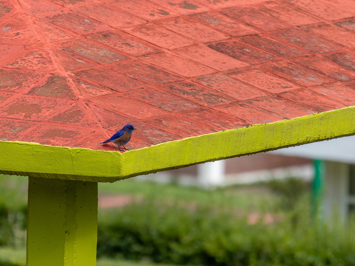 Western Bluebird - ML636507310