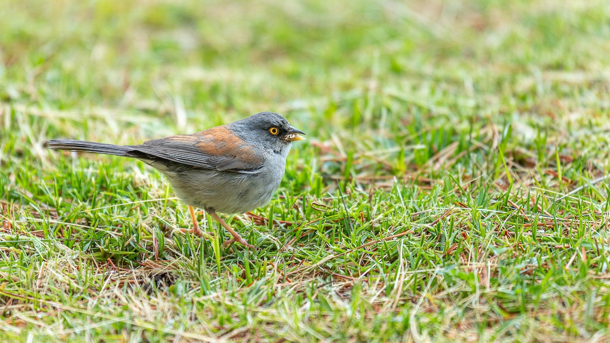 Yellow-eyed Junco (Mexican) - ML636507322