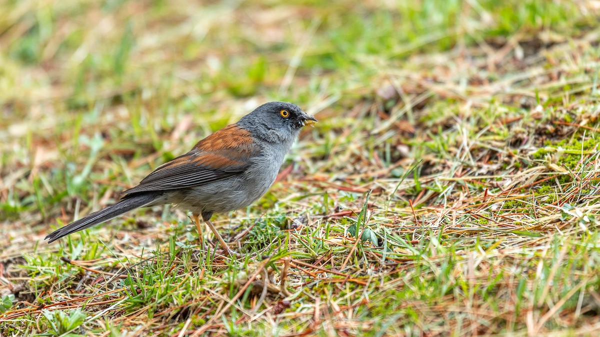 Yellow-eyed Junco (Mexican) - ML636507324