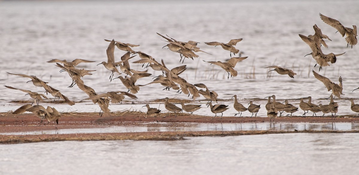 koliha hudsonská - ML636507390