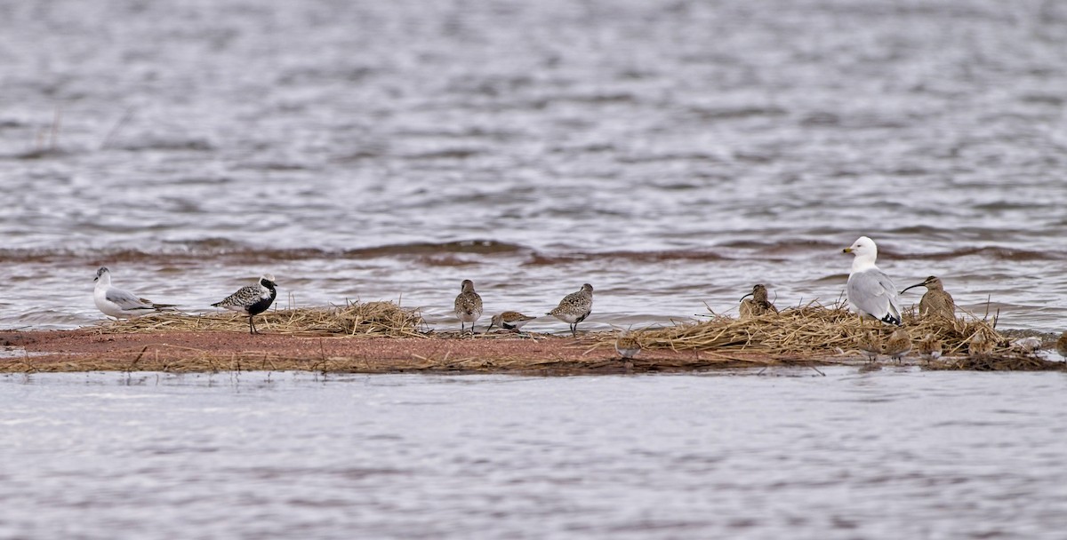 kulík bledý - ML636507423