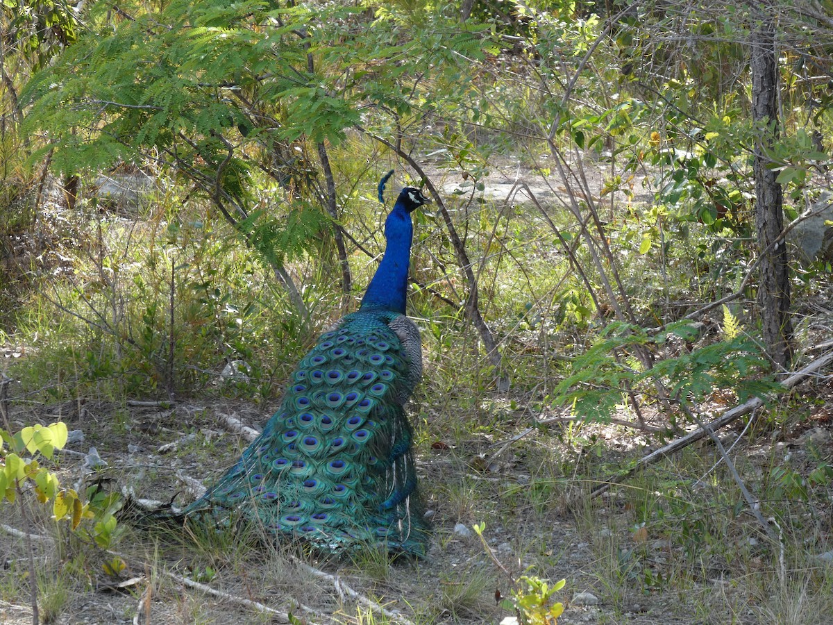 Indian Peafowl - ML636507447