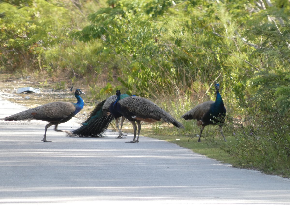 Indian Peafowl - ML636507455