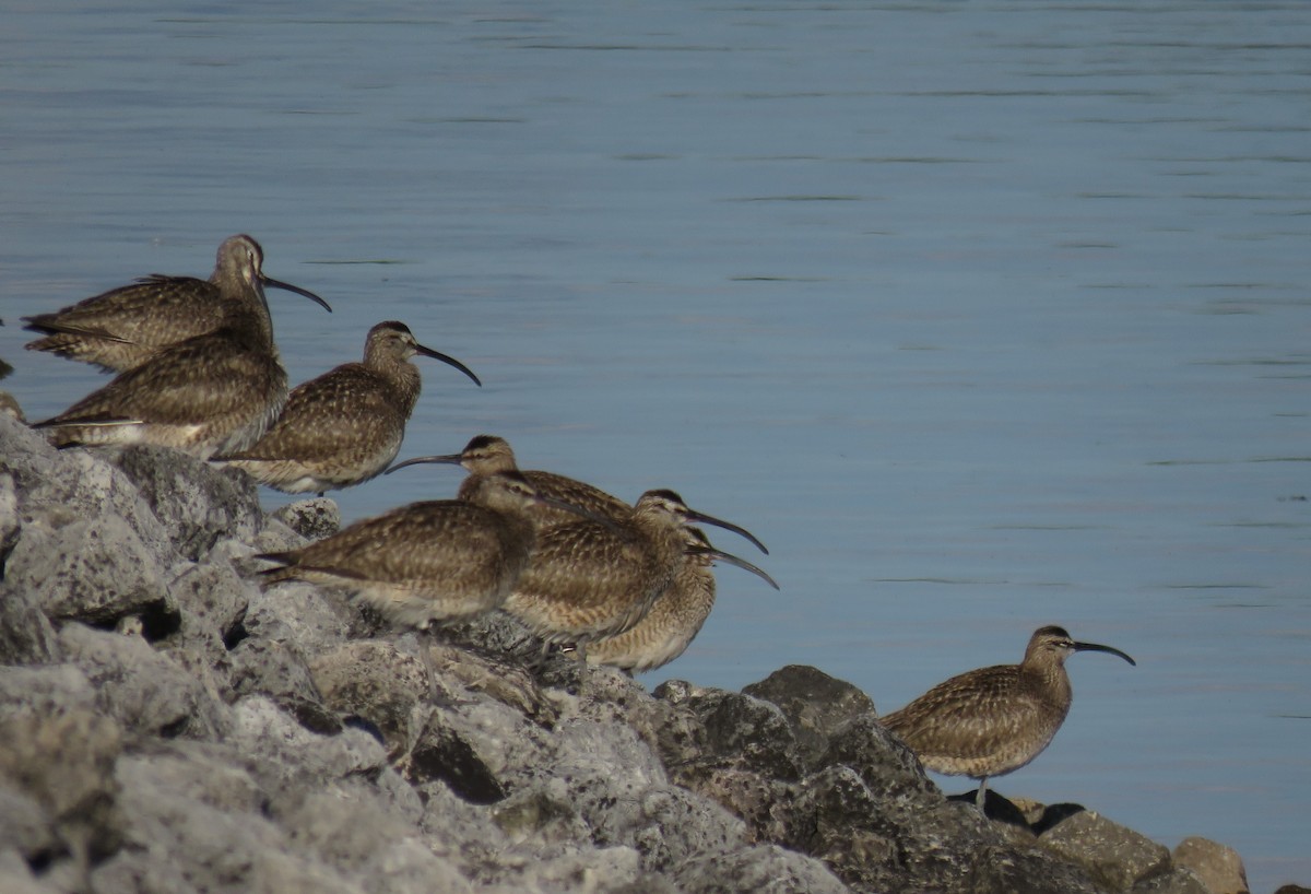 Hudsonian Whimbrel - ML636507460