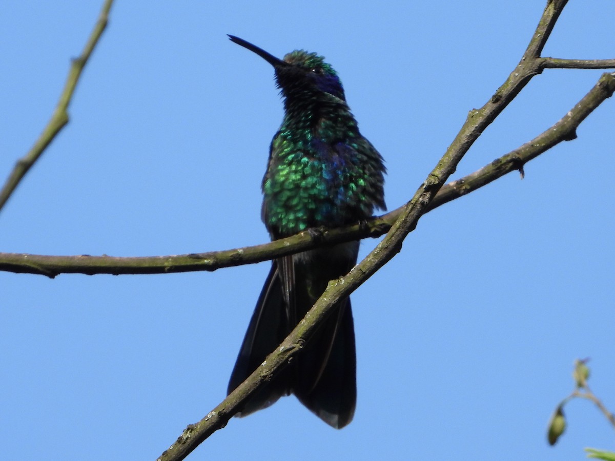 Sparkling Violetear - ML636507482