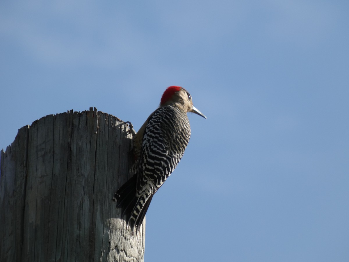 West Indian Woodpecker - ML636507483