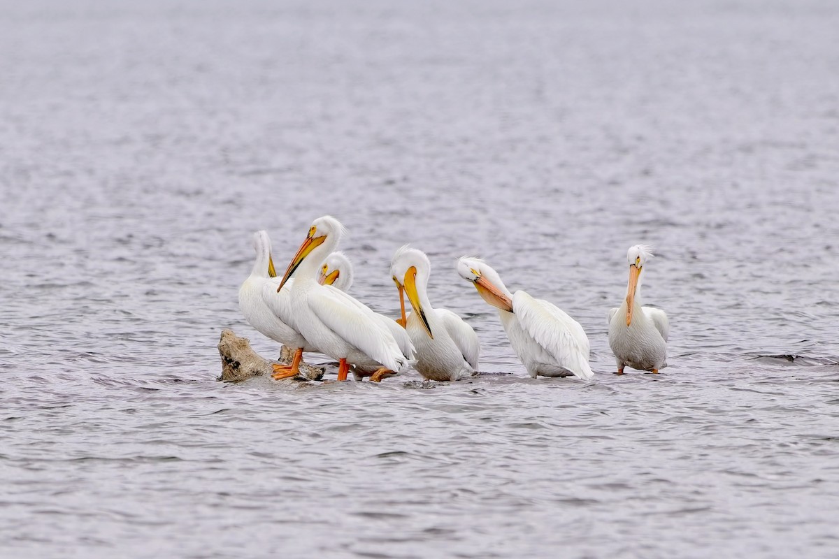 pelikán severoamerický - ML636507504