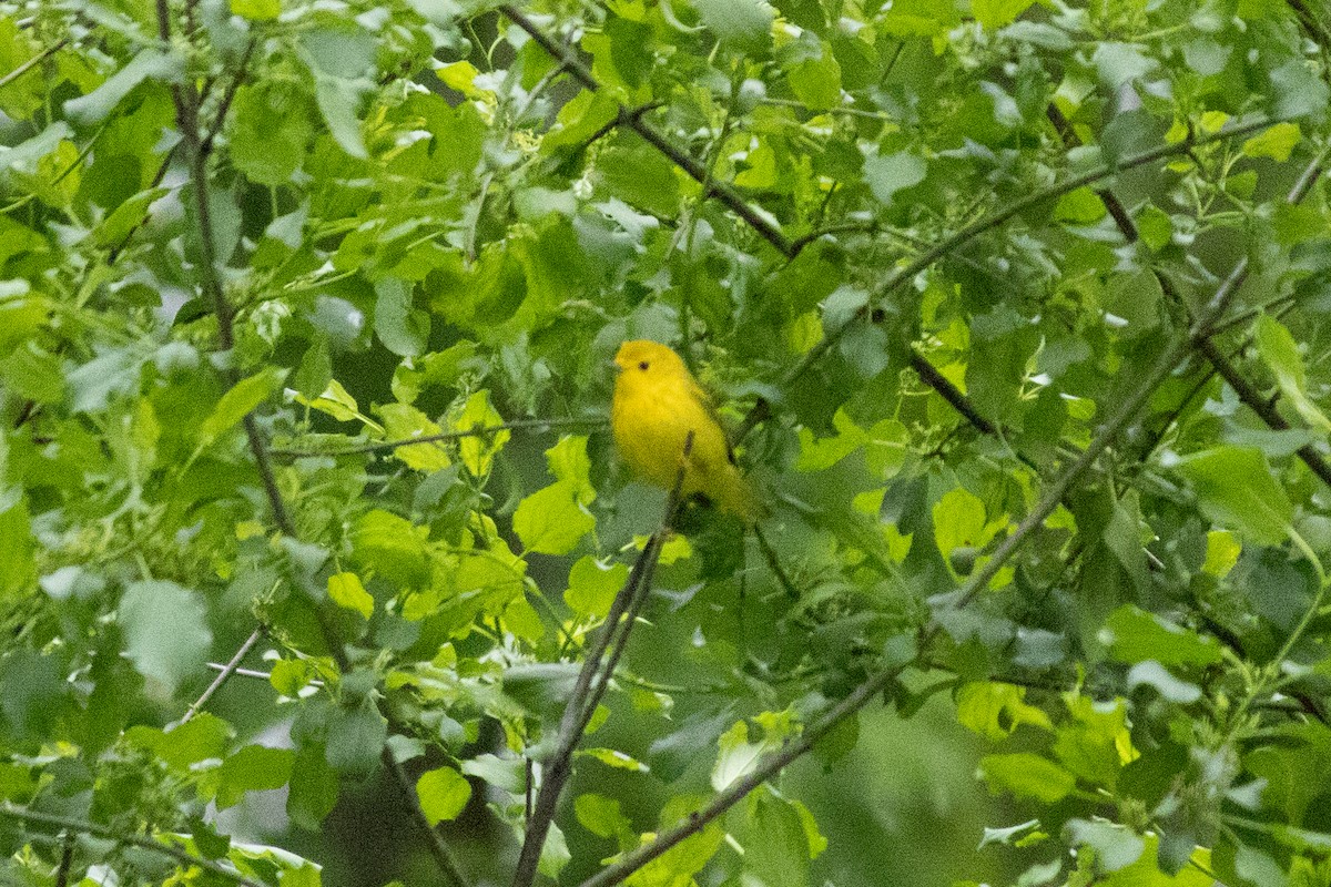 Yellow Warbler - ML636507522