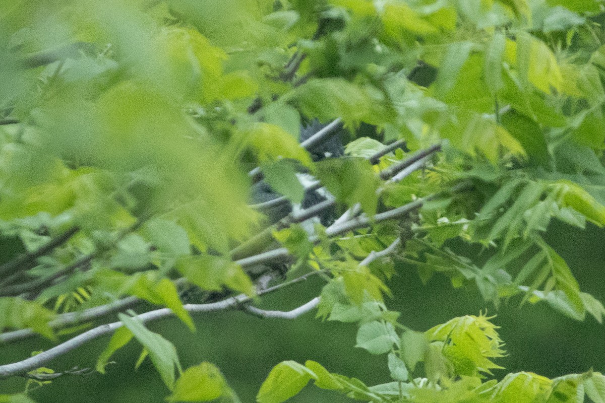Belted Kingfisher - ML636507540