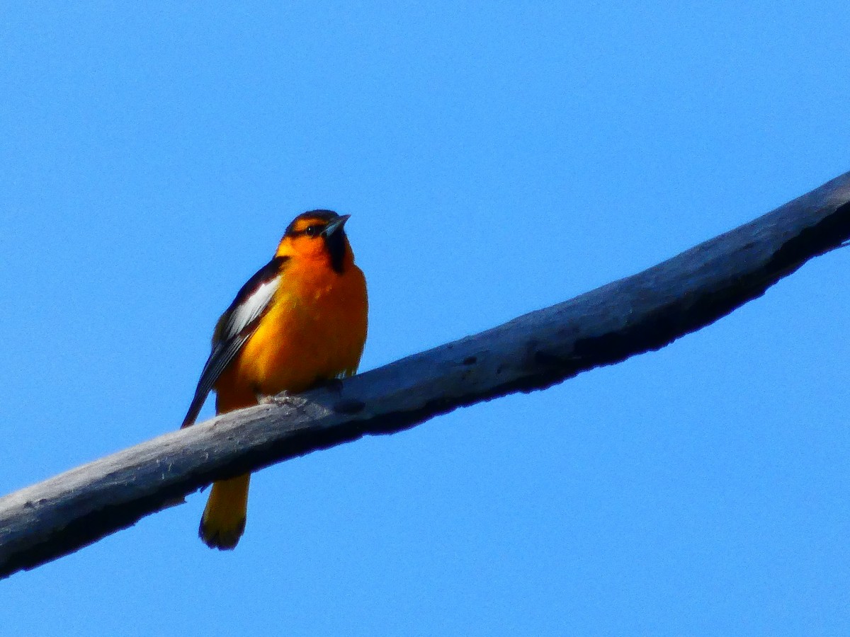 ML636507649 - Bullock's Oriole - Macaulay Library