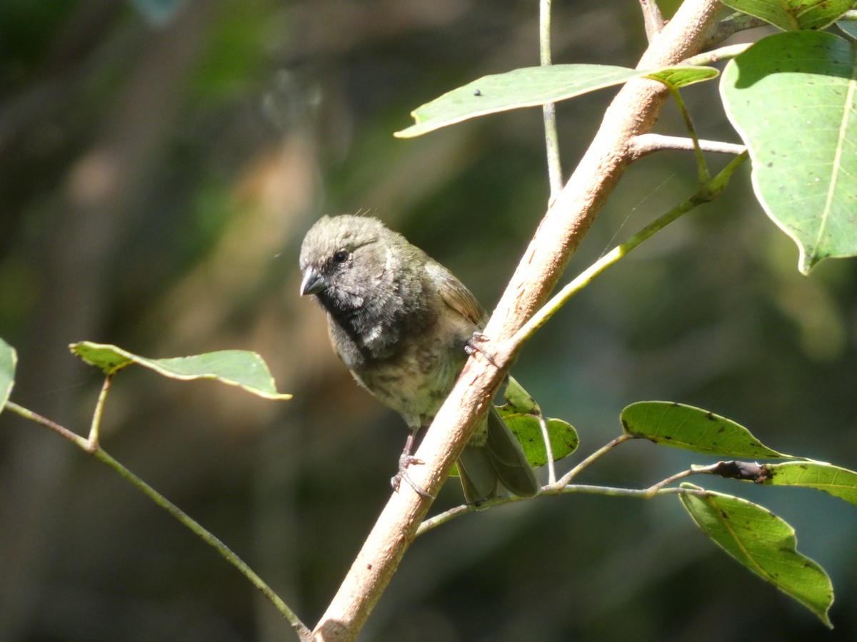 Black-faced Grassquit - ML636507651
