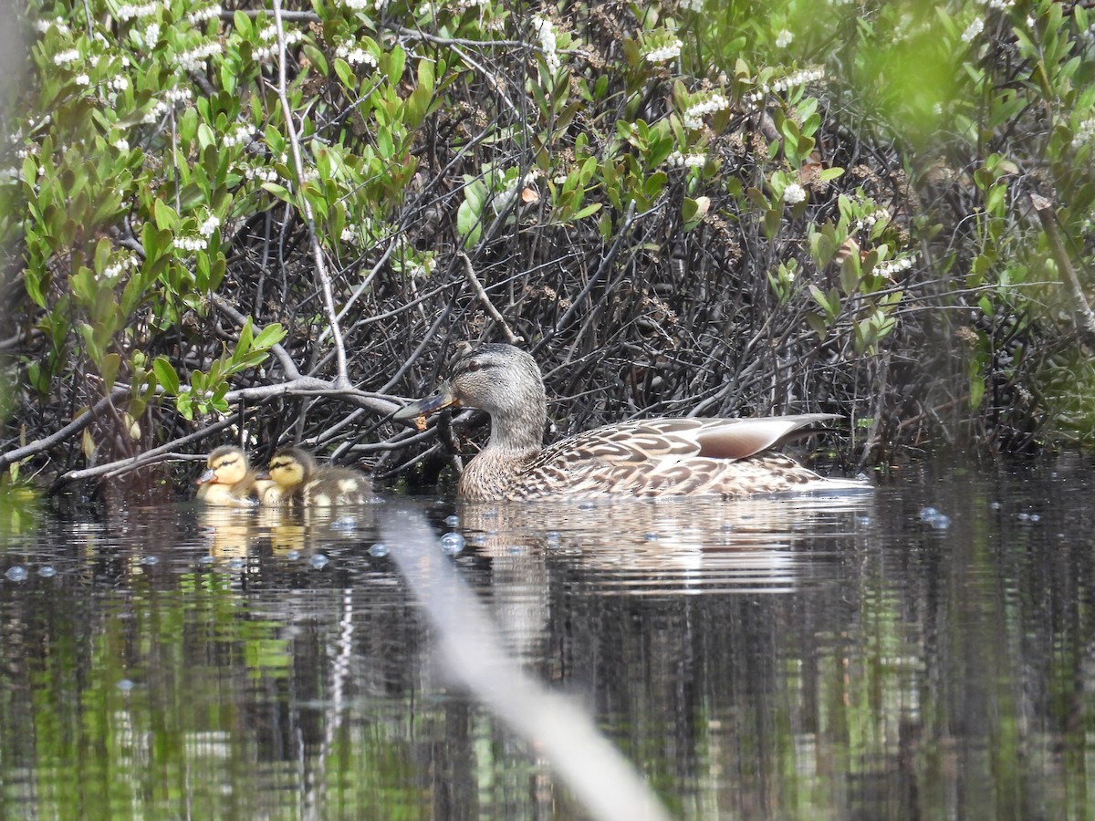 Mallard - ML636507659