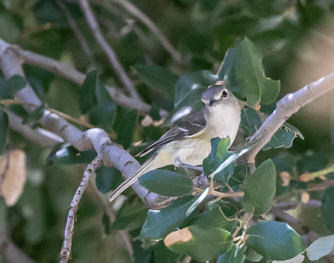 Cassin's Vireo - ML636507671