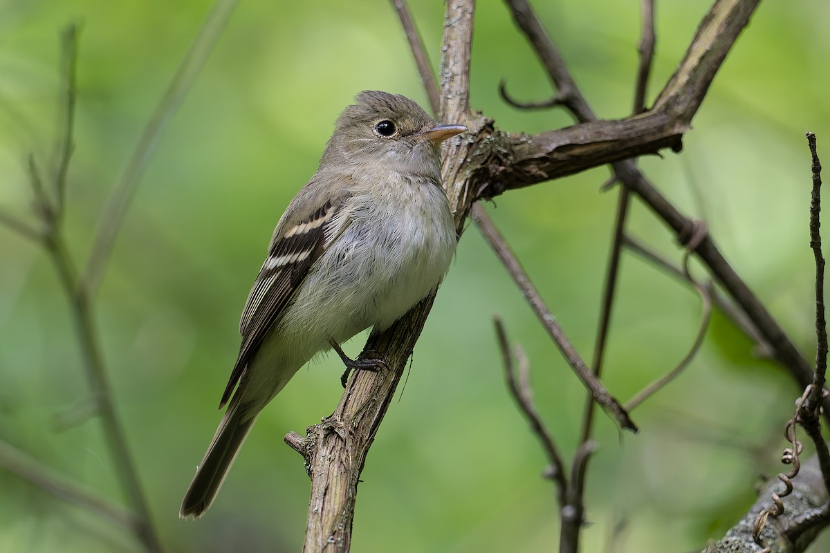 Acadian Flycatcher - ML636507705