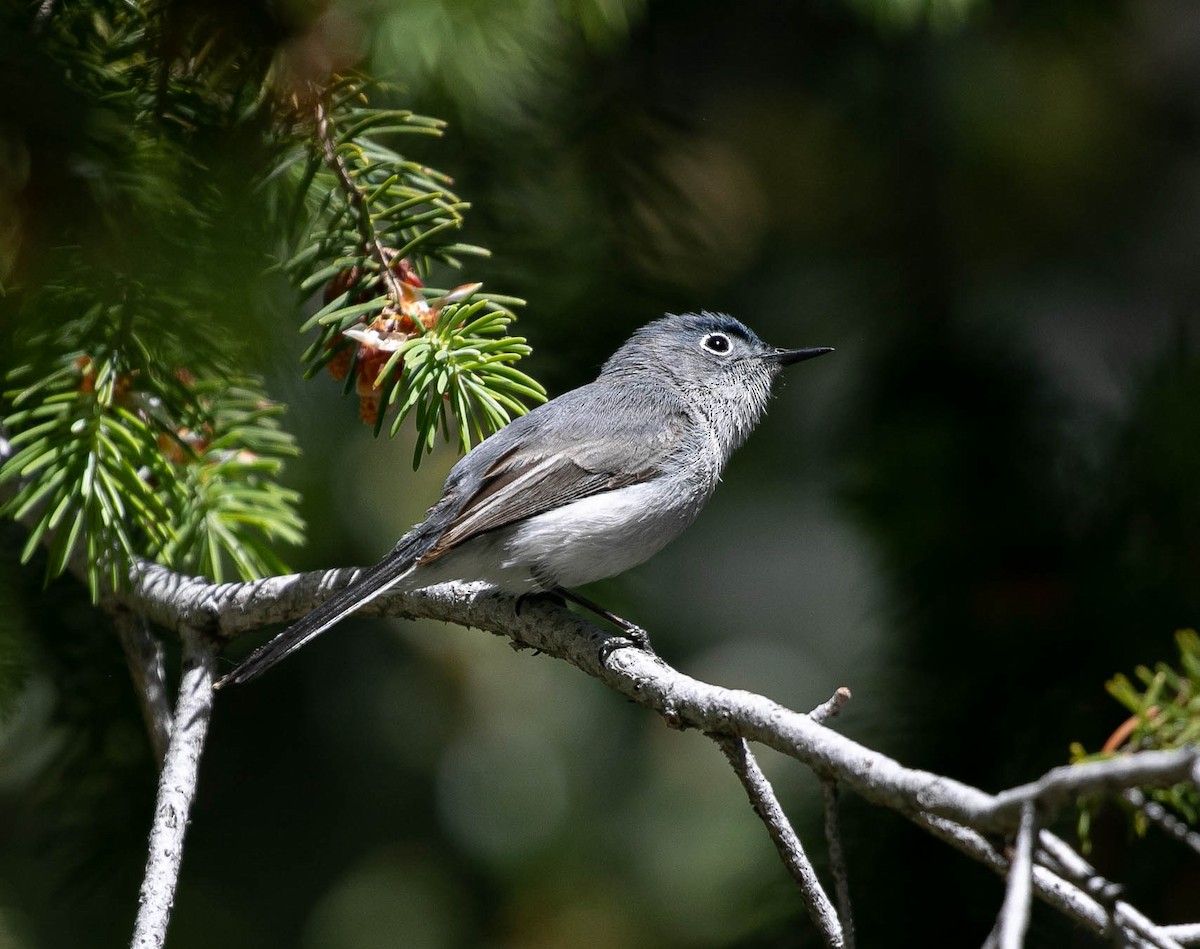 Blue-gray Gnatcatcher (Western) - ML636507706