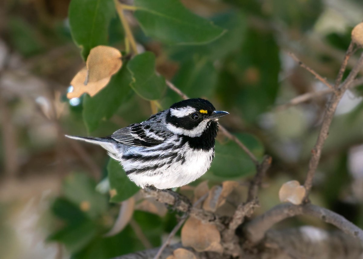 Black-throated Gray Warbler - ML636507722
