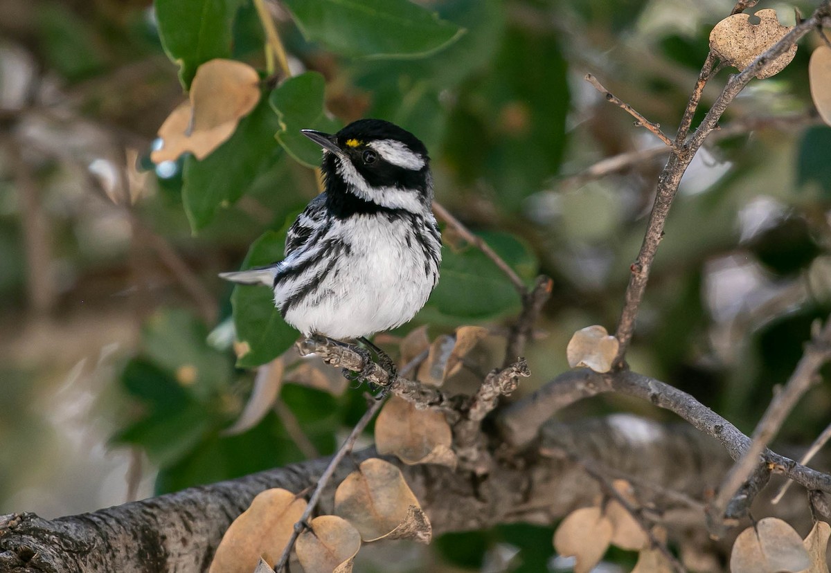 Black-throated Gray Warbler - ML636507723
