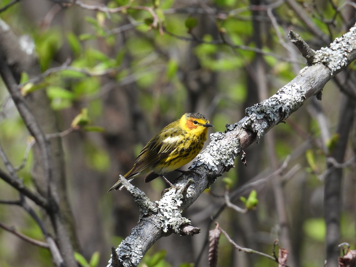 Cape May Warbler - ML636507742