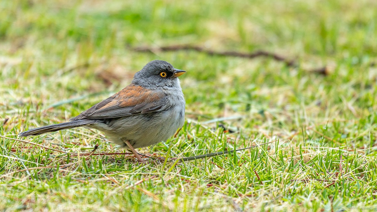 Yellow-eyed Junco (Mexican) - ML636507746