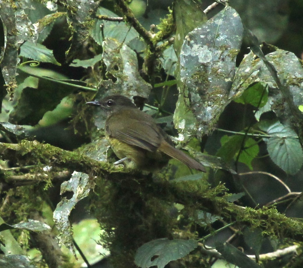 Ansorge's Greenbul - ML636507782