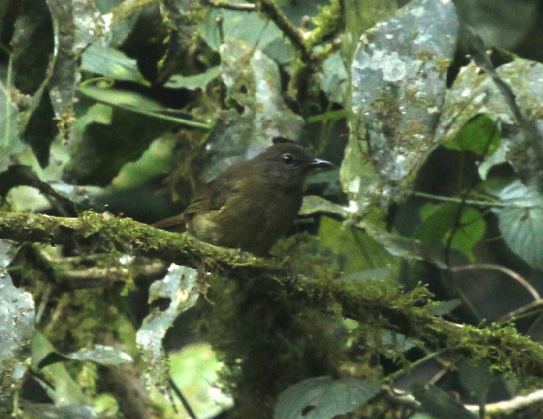 Ansorge's Greenbul - ML636507783