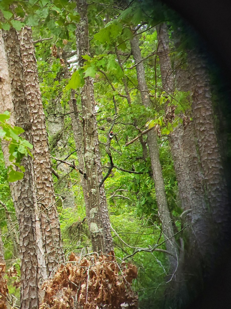 Red-headed Woodpecker - ML636507815