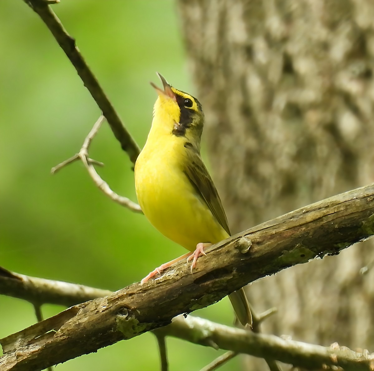 Paruline du Kentucky - ML636507887
