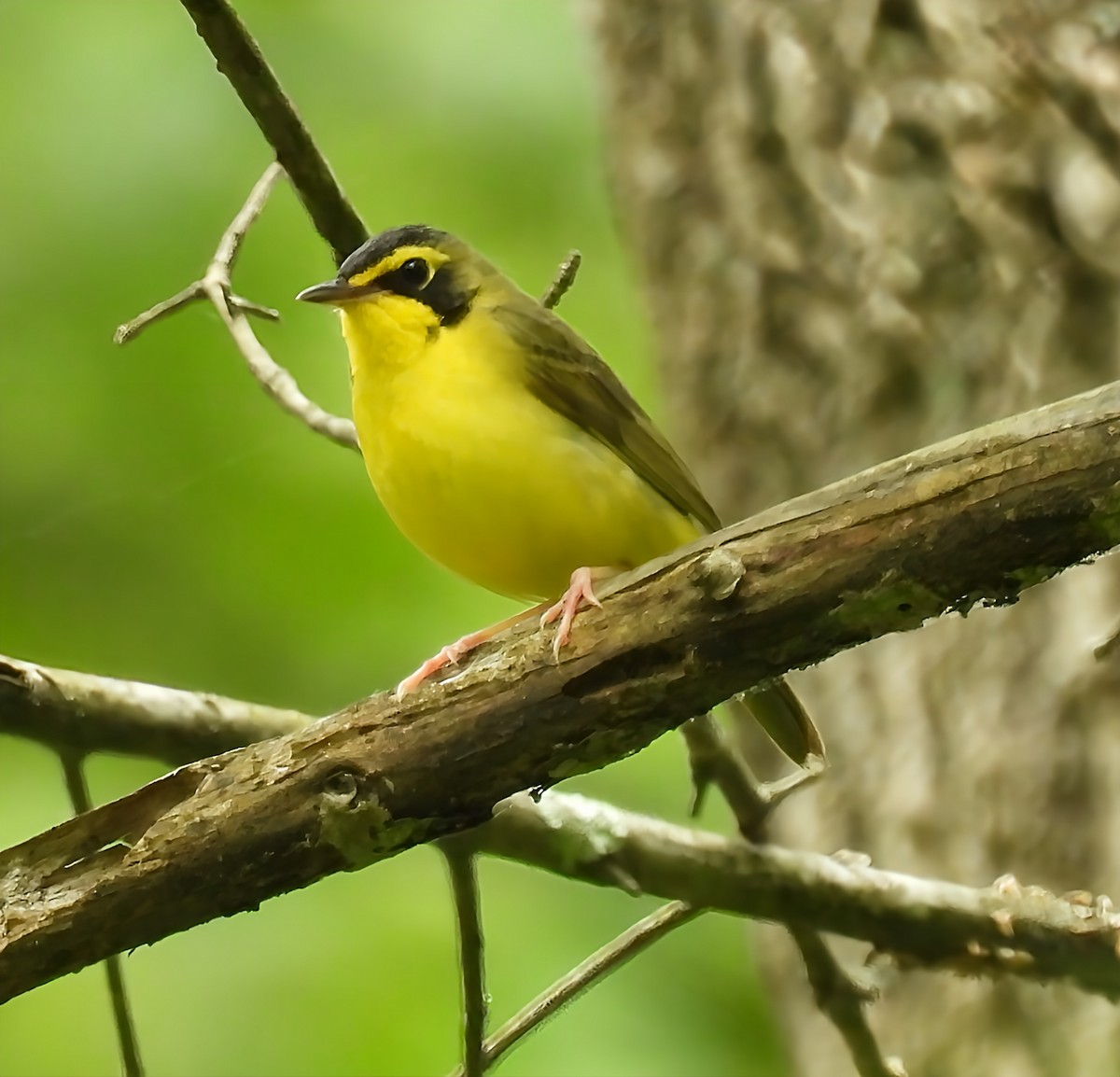 Paruline du Kentucky - ML636507888