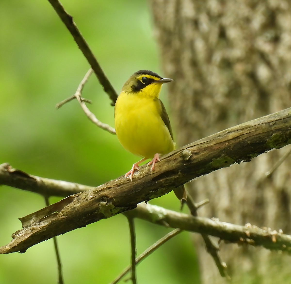 Paruline du Kentucky - ML636507889
