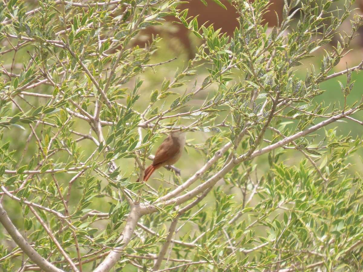 Bolivian Earthcreeper - ML636508154